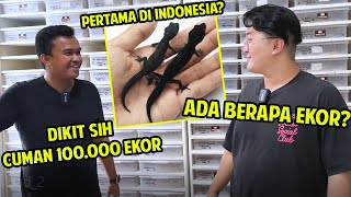 100.000 GECKO DI RUMAH INI !! GILAAAA