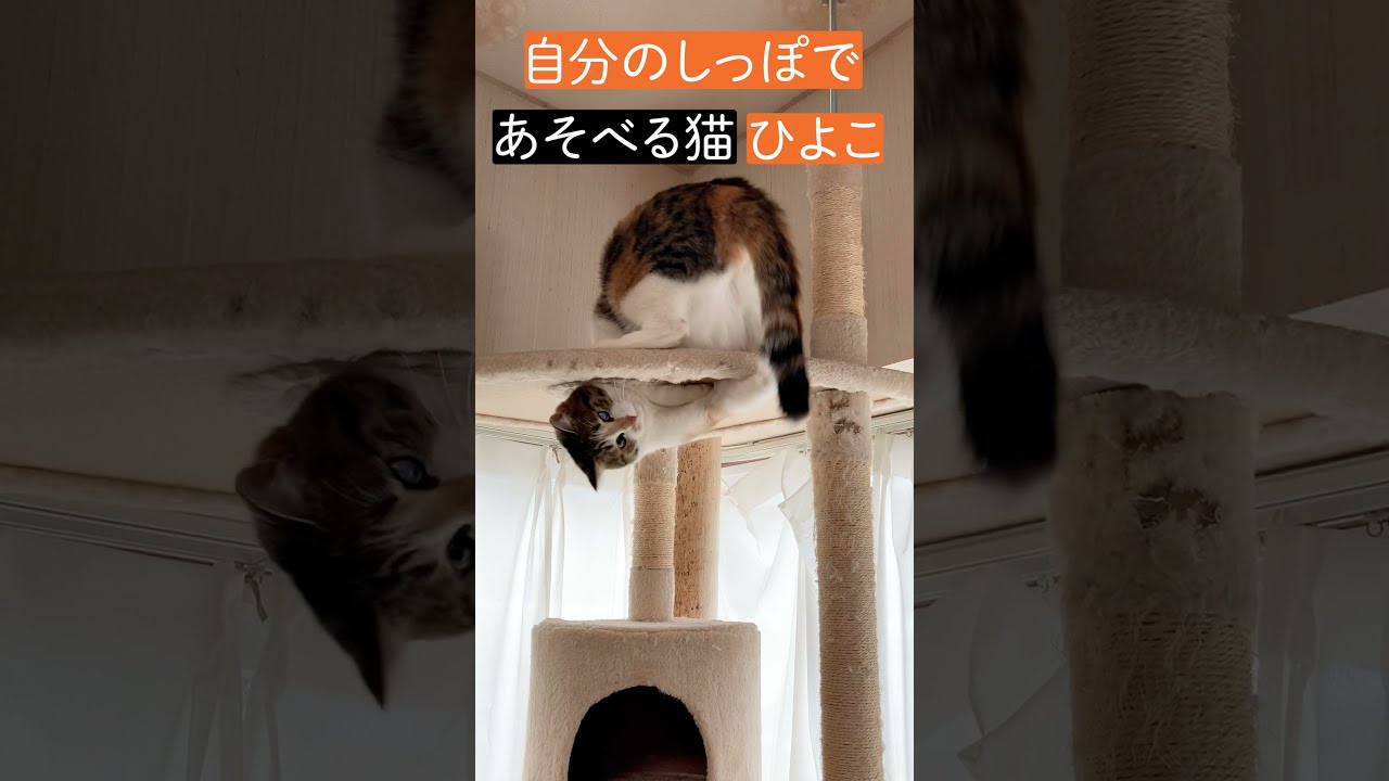 自分のしっぽを見失う猫 A Cat That Loses Sight Of Its Tail Youtube 自分のしっぽを見失う猫 A Cat That Loses Sight Of Its Tail Youtube