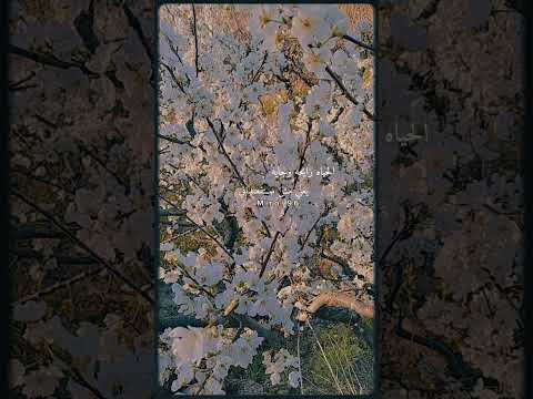 لسه في الايام بقيه