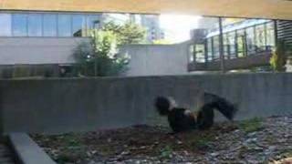 Forward sideflip