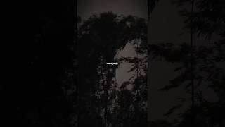 sayang kemudian | tribocity #shorts #lyrics