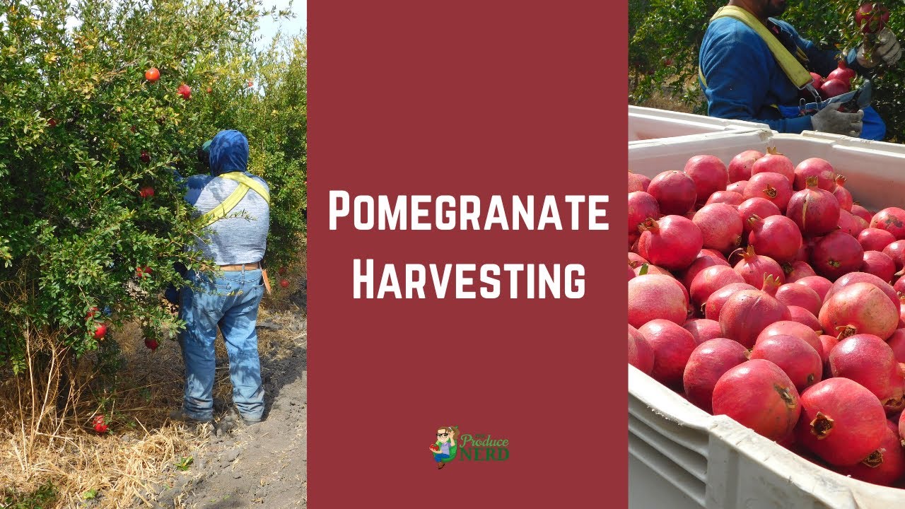 Pomegranate Harvesting & How to Remove Your Own Arils at Home! - The  Produce Nerd