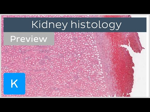 Kidney: cells and tissues (preview) - Human Histology | Kenhub