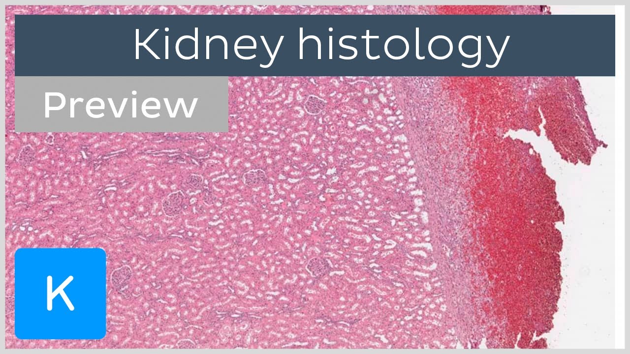 Kidney Cells And Tissues Preview Human Histology Kenhub Youtube