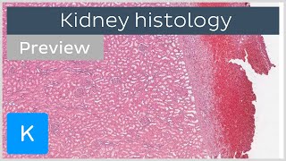 Kidney: cells and tissues (preview) - Human Histology | Kenhub