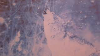 'Wolf Song'- Nordic Lullaby-Cover Resimi
