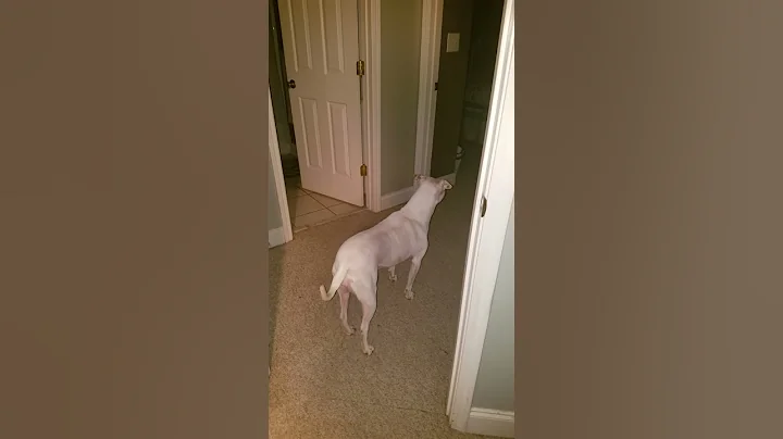 When Alexa turns inot a cat!