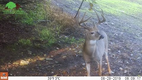 Installing a deer licking branch
