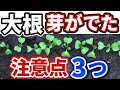 【大根】芽が出たら絶対にやって欲しい3つの作業【綺麗で大きく育ちます】