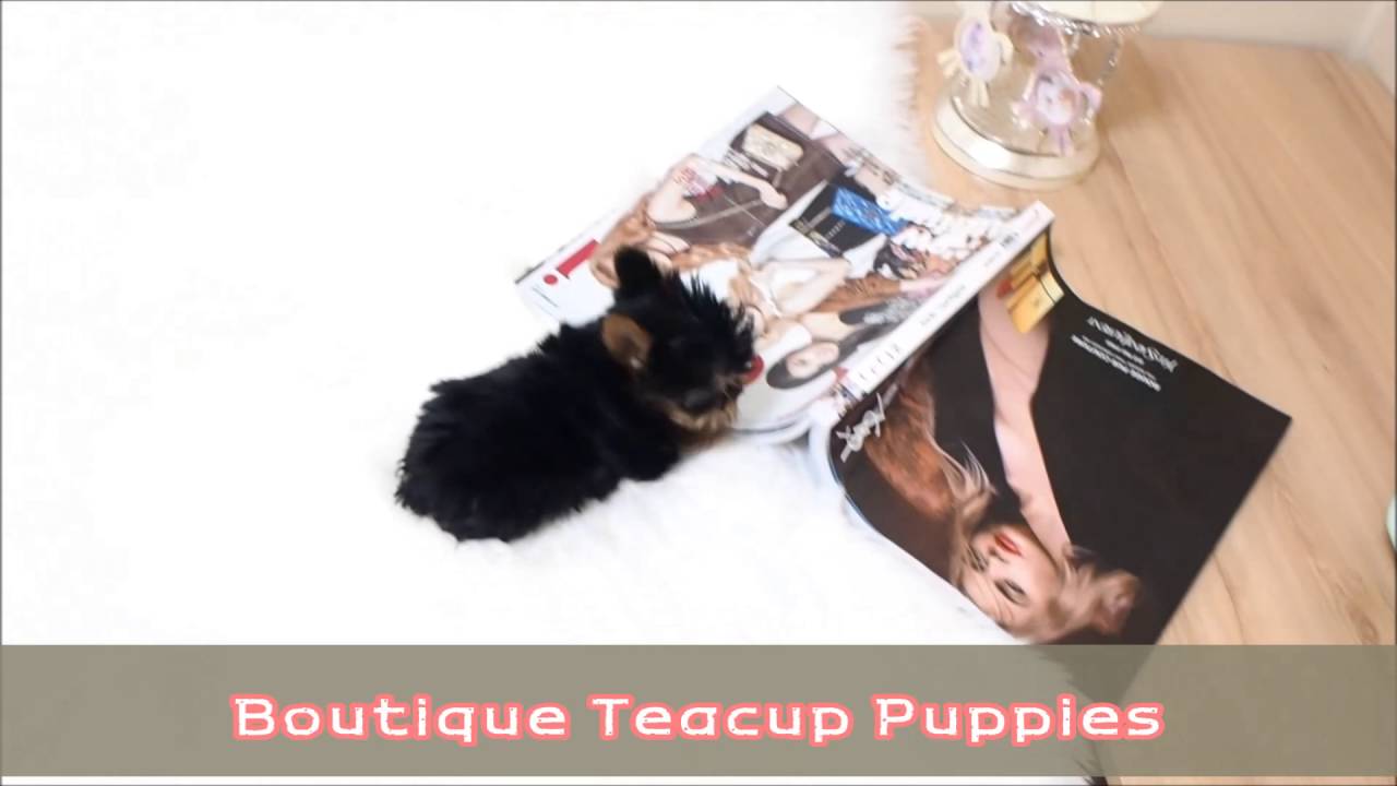 Sophia Rose as beautiful and she is sweet! 1 888 743 0325 YouTube