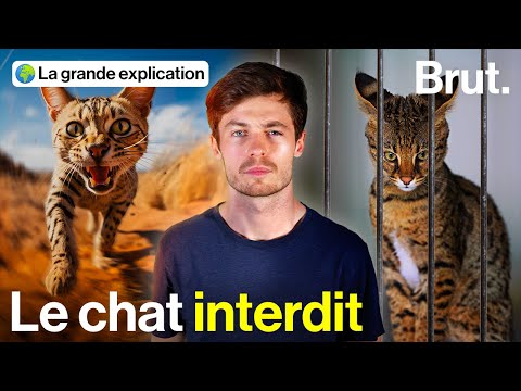 Vidéo: Le plus grand chat sauvage du monde : description, habitat, caractéristiques, tailles, photos