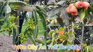 CUỘC SỐNG ÚC l THĂM QUAN VƯỜN CÂY ĂN TRÁI NHIỆT ĐỚI CỦA NGƯỜI VIỆT Ở MELBOURNE