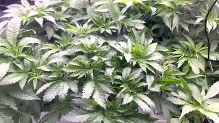 UPDATE!! Grow Strong Cup Weekly Journal