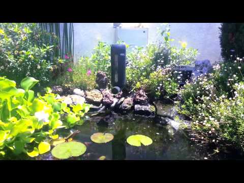 Feeding My Koi Youtube