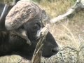 annoying Oxpeckers, KrugerPark