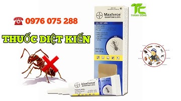 Thuốc Diệt Kiến Tận Gốc_Gel diệt kiến cao cấp Maxforce Quantium 0.003% Bayer SAS_Pháp