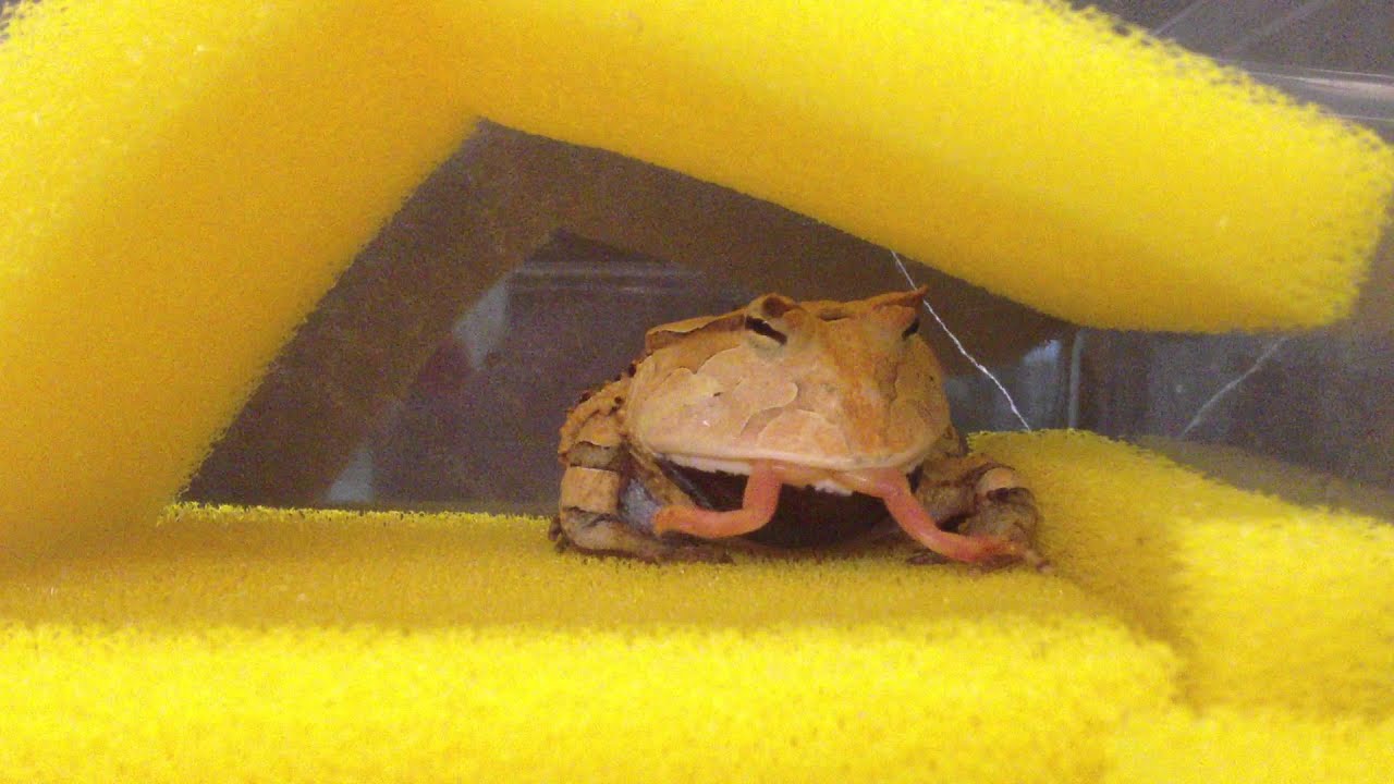 video phone beyonce mp3 霸王角蛙食蛙 Surinam Horned Frog eats Feeder Frog 2
