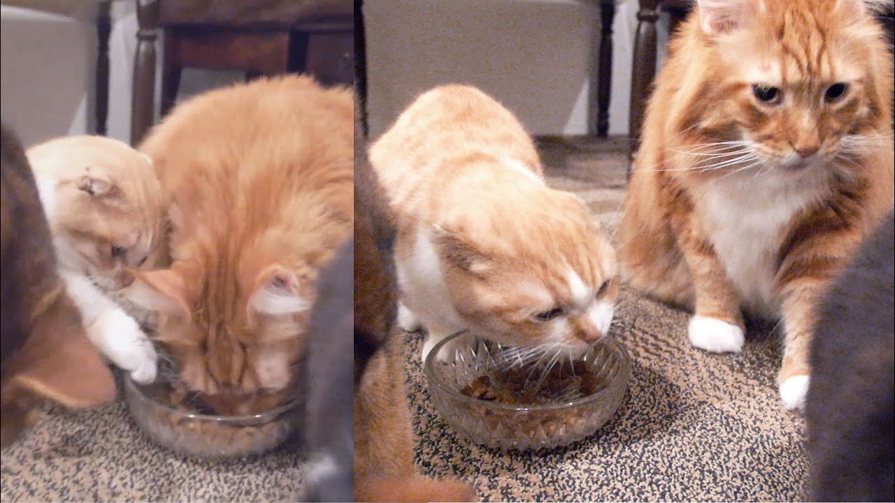 猫カフェ 横浜 Nyokki to go toward a cowardly lion / Cat Cafe in Japan /Munchkin, Maine Coon