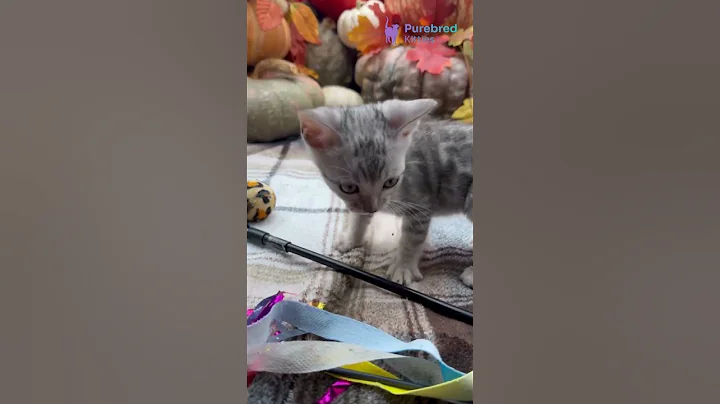 Watch the video about Meet Fandral