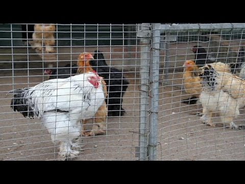 تصویری: نحوه پرورش مرغ سالم ، پیشگیری از آنفلوانزای مرغی