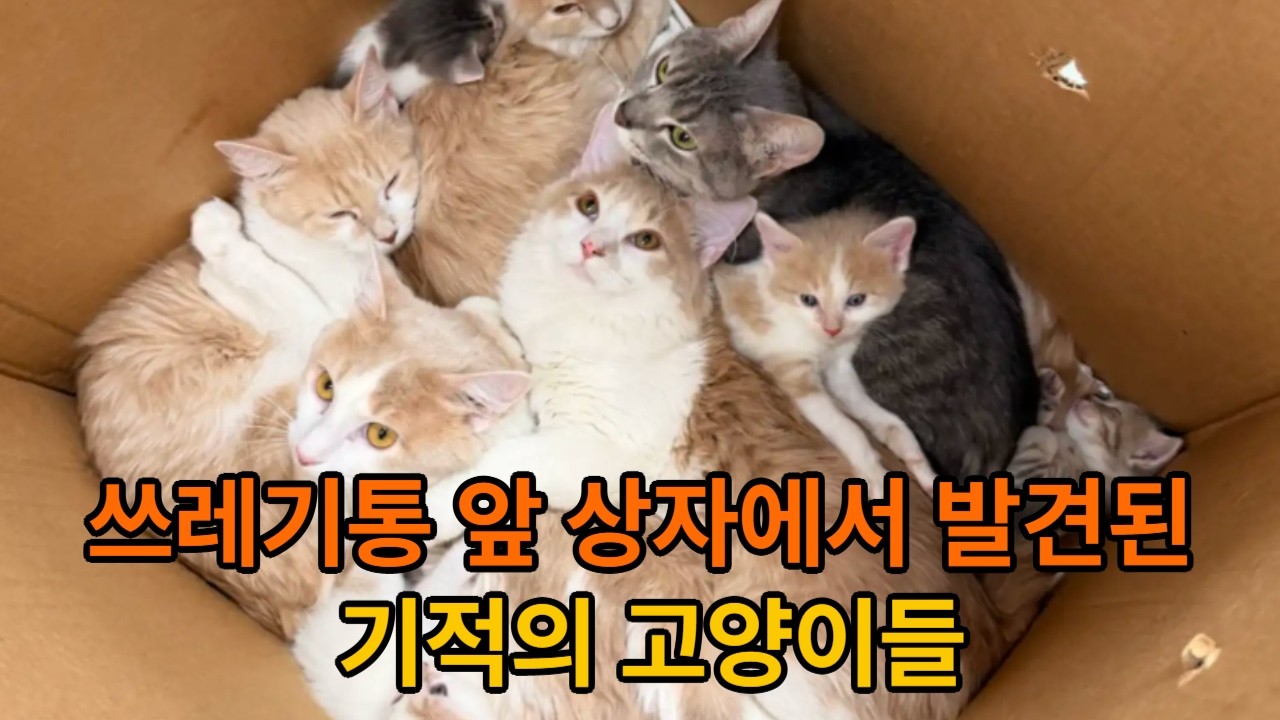 눈밭에 버려진 상자 속 10마리… 30분이 그들의 목숨을 구했다#고양이구조 #유기묘 #동물보호소 #감동스토리 #고양이가족#인디휴먼 #미국동물구조 #유기동물 #따뜻한이야기 #골골송