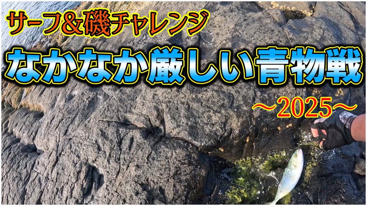 【北海道青物2025】海峡サーフ&乙部磯：今年は厳しめな青物(ブリ)戦！