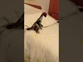 torvosaurus gave therizinosaurus a foul ending