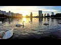 Lake Eola Swans at Lake Eola Park Sunset