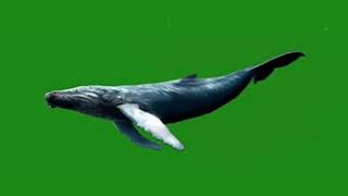 Whale green screen
