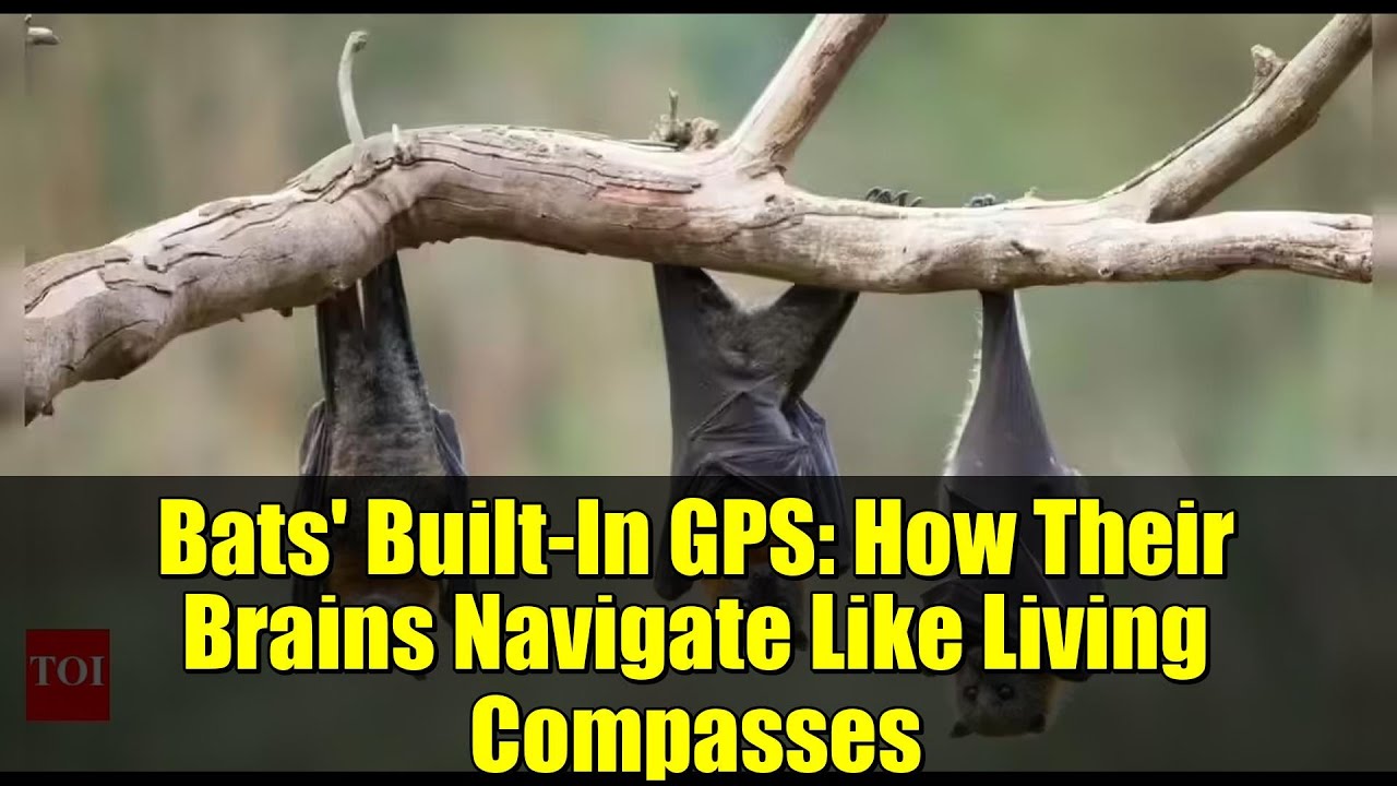 Bats' Built-In GPS: How Their Brains Navigate Like Living Compasses | Science Discovery
