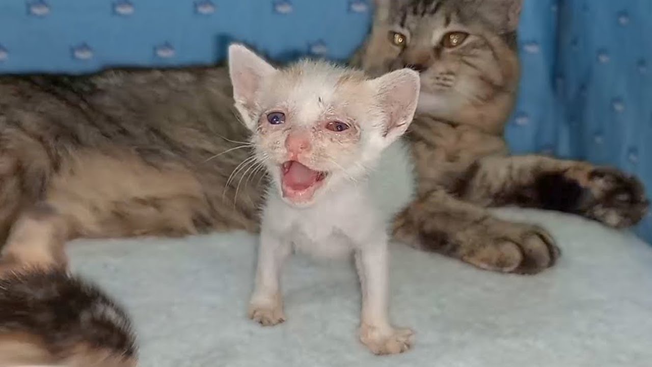 Adopted Kitten Cries to Foster Mom Cat After Being Pushed by Another Kitten 😿