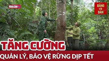 Nỗ lực bảo vệ rừng dịp Tết | Đảng với Dân