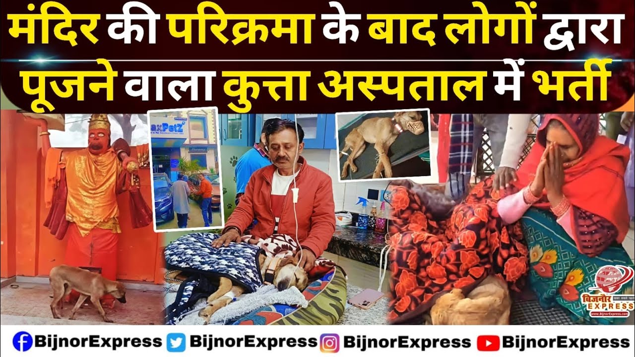 मंदिर की परिक्रमा के बाद लोगों द्वारा पूजने वाला कुत्ता अस्पताल में भर्ती। 