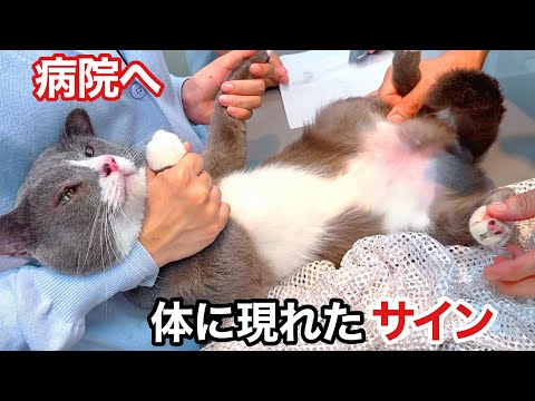 ねこまるけ / Full of cats - YouTube