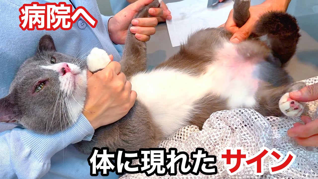 人懐っこい“元野良猫”に起きた異変…すぐさま病院へ...