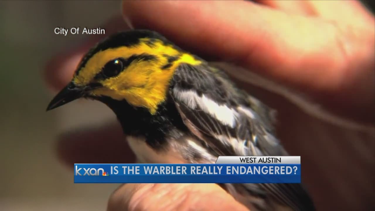 Golden-Cheeked Warbler may be taken off endangered list 