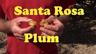 Santa Rosa Plum in AZ Burgundy Plum In Az