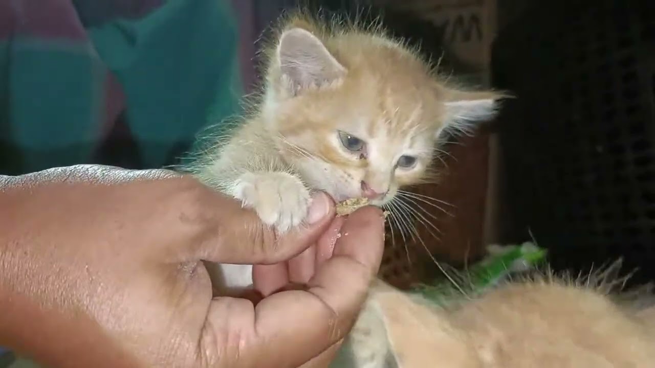 Left Behind: The Heartbreaking Story of Three Orphaned Kittens