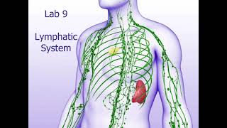 BIOL 152 Macauley Lab 9 Video - Lymphatic System