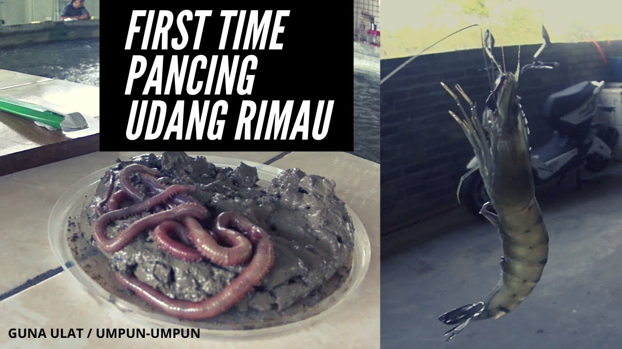 Pancing Udang Harimau 