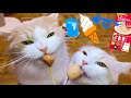 ちゅーるアイスを作って食いしん坊な猫たちにあげてみたら...【ぽしゃっけ】