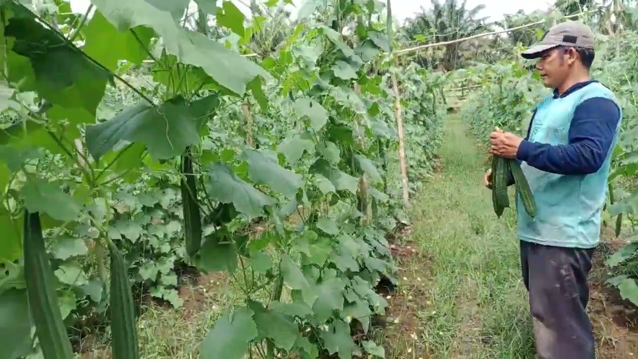 Hasil panen buah gambas yg ke dua melimpah