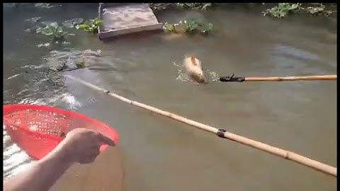 Kích cá hai ông cháu đánh cá mương lớn gặp cá khủng