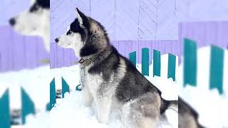 Husky siberiano. Pros y contras, precio, Cómo elegir, hechos, cuidado, historia