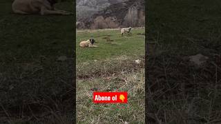 Anadolu Çoban Köpekleri Daha Fazlası Samet Aktaş Youtube Kanalında 