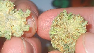 UK weed Gary Payton and Bluntz cannabis review and smoke up 420