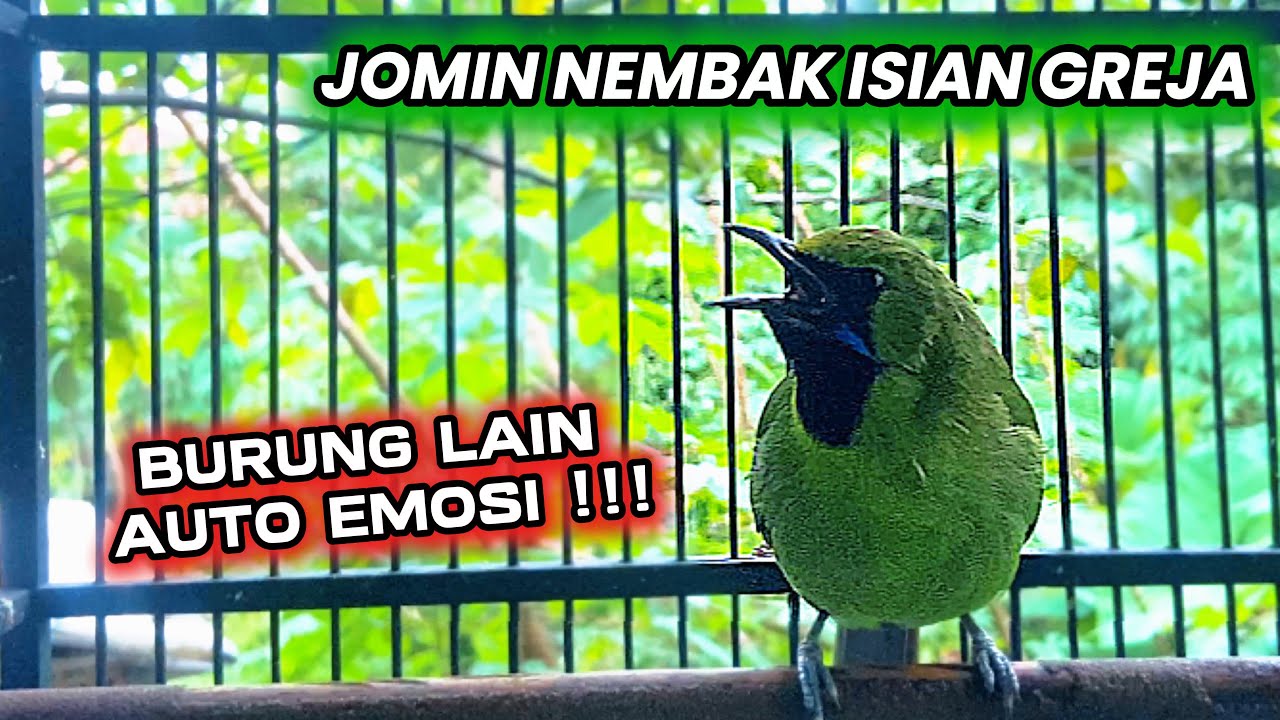 PANCINGAN CUCAK IJO MINI GACOR NEMBAK ISIAN !!! BURUNG LAIN AUTO GACOR