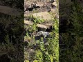 Hoary Marmot - Guinn's Pass  - September 2025 #wildlife #animals #nature #cute #mountains