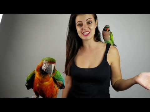 Video: How To Stop A Parrot From Bleeding