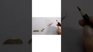 THE BEAUTIFUL BUTTERFLY TRANSFORMATION#shorts#art #drawing #shortsfeed#fypシ゚viral #foryou